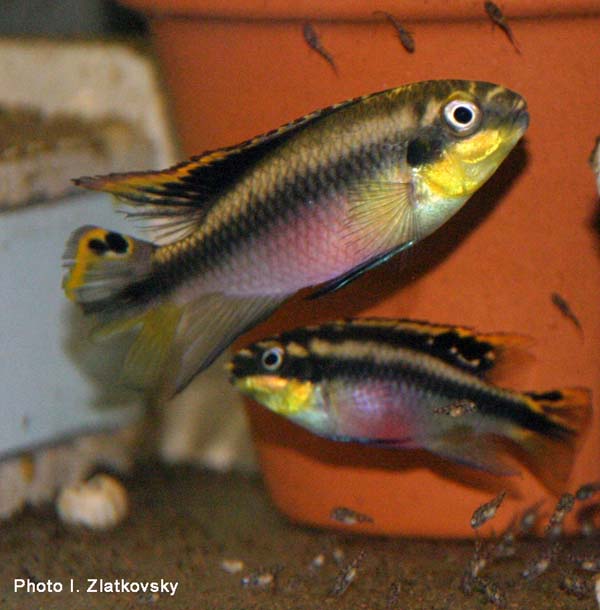 Доклад: Разведение Pelvicachromis pulcher
