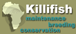 Killifish