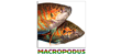 Macropodus