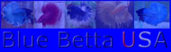 http://www.bluebettausa.com/home.htm