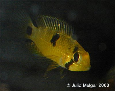 Apistogramma rupununi