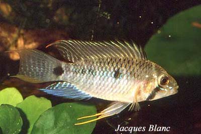 Apistogramma ABC