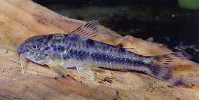 Aspidoras sp. C125