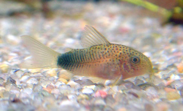 www.israquarium.co.il