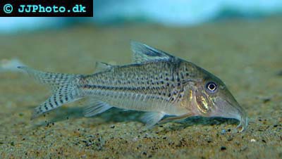 Corydoras sp. C109