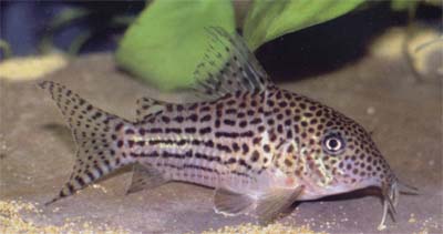 Corydoras sp. C122
