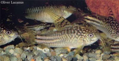 Corydoras sp. C123