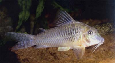 Corydoras sp. C124