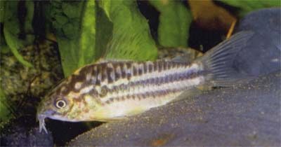 Corydoras sp. C126