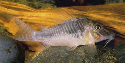 Corydoras sp. C127