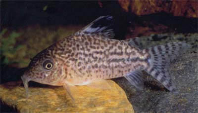 Corydoras sp. C128