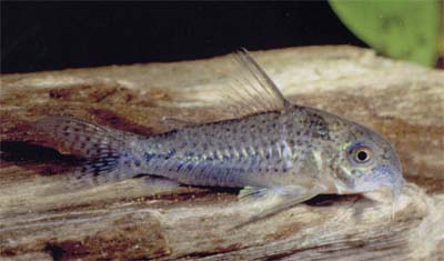 Corydoras sp. C129