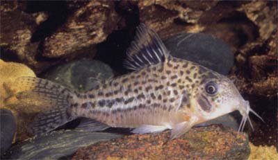 Corydoras sp. C130