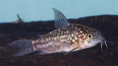 Corydoras sp. C132
