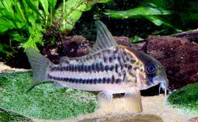 Corydoras sp. C133