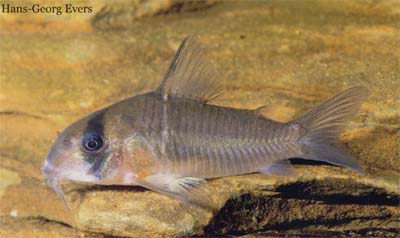 Corydoras sp. C134