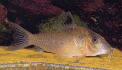 Corydoras sp. C135