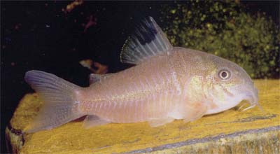 Corydoras sp. C136