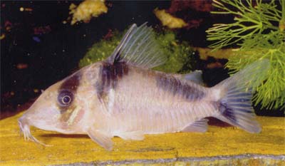 Corydoras sp. C138