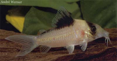 Corydoras sp. C140