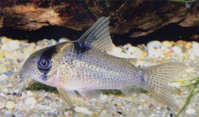 Corydoras sp. C142