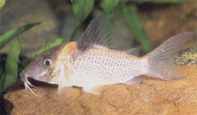 Corydoras sp. C143