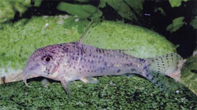 Corydoras sp. C144