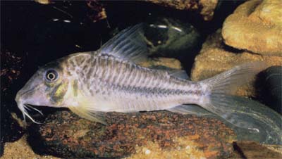 Corydoras sp. C145