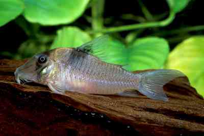 Corydoras sp. C146