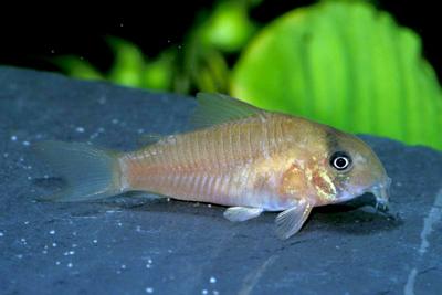 Corydoras sp. C147