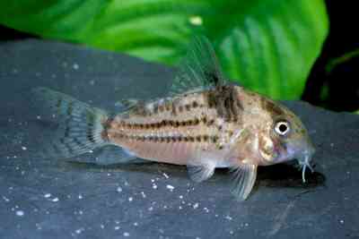Corydoras sp. C148