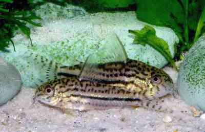 Corydoras sp. C150