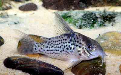 Corydoras sp. C151