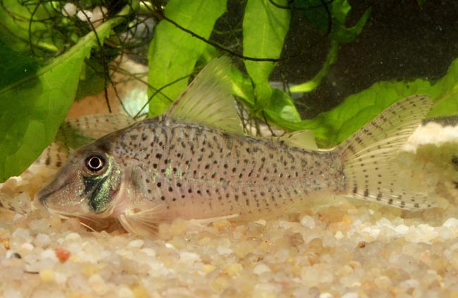 Corydoras sp. C53