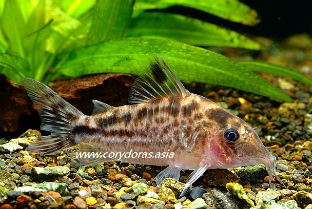 Corydoras sp. C98