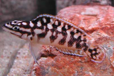Julidochromis transcriptus