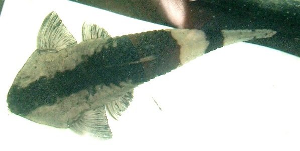 Pseudohemiodon apithanos