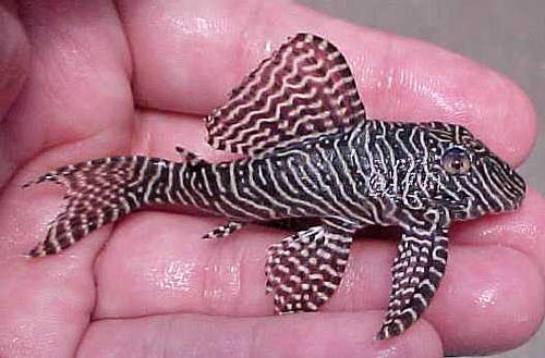 www.israquarium.co.il