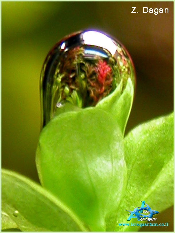 www.israquarium.co.il