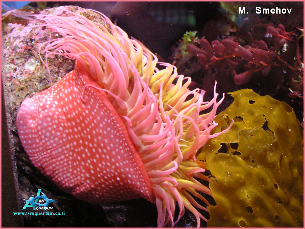 www.israquarium.co.il