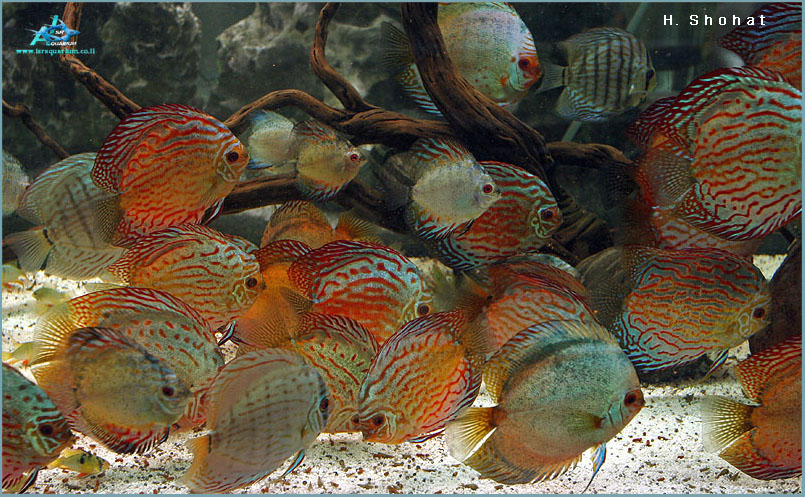www.israquarium.co.il