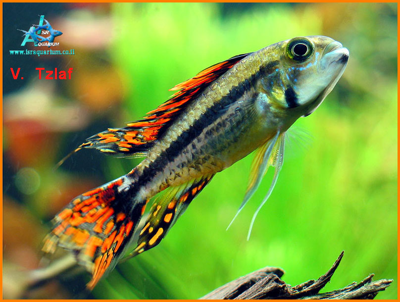 www.israquarium.co.il