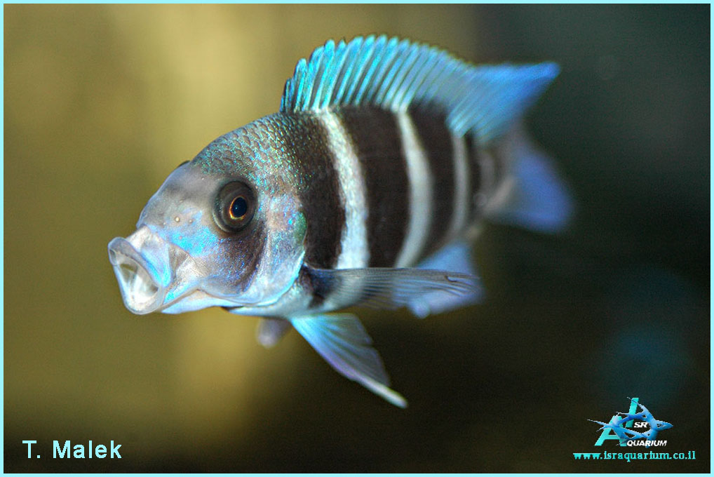 www.israquarium.co.il