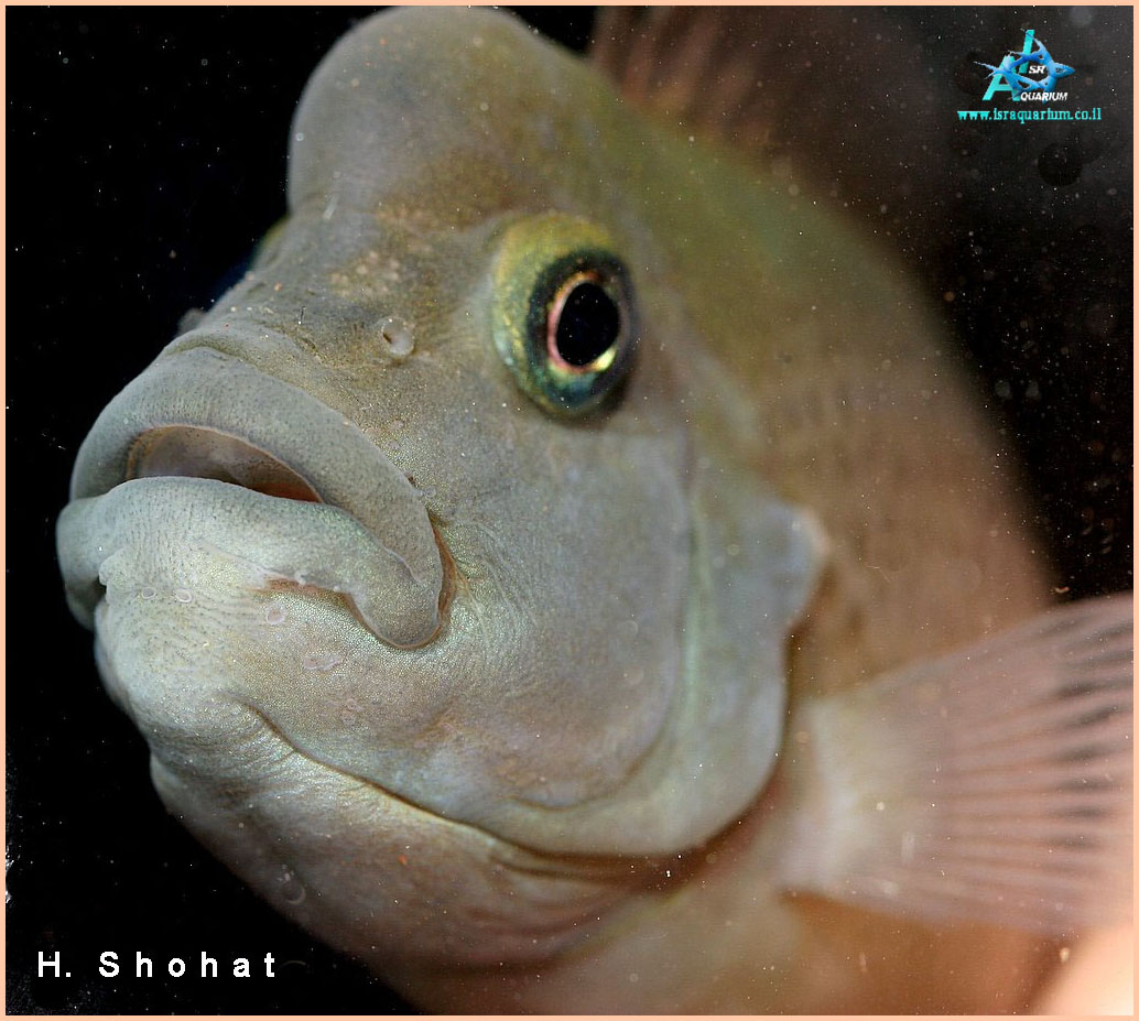 www.israquarium.co.il