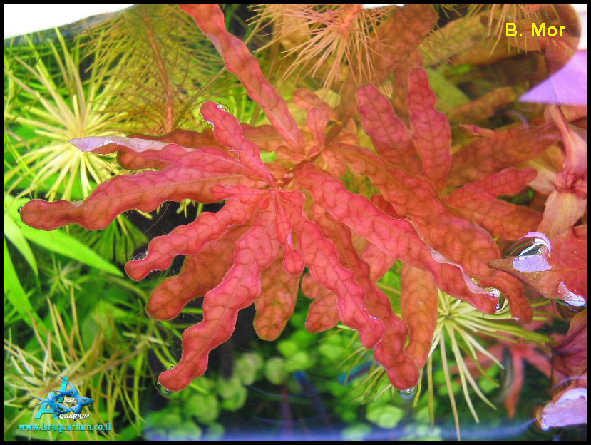 www.israquarium.co.il