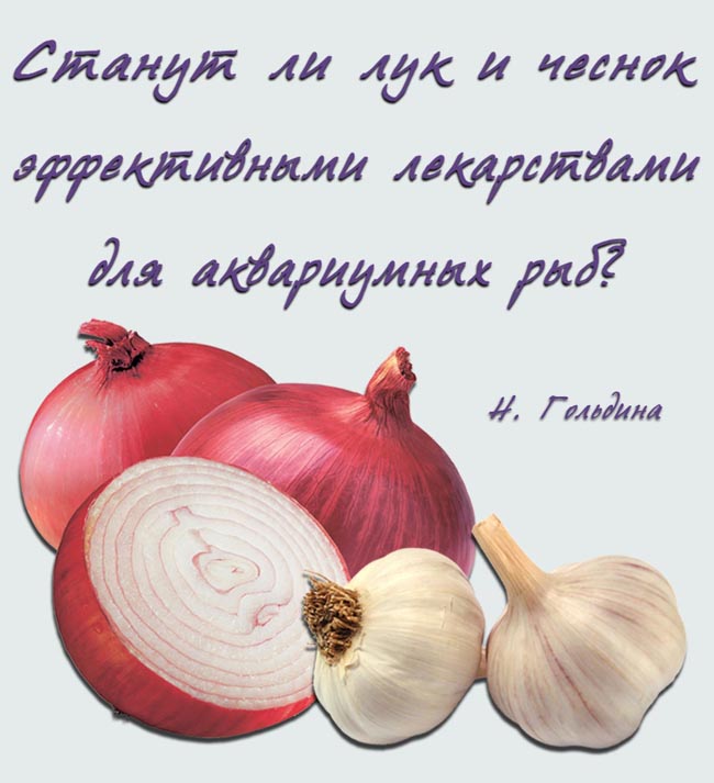 Allium