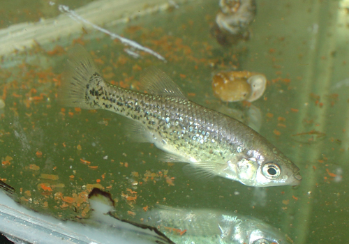 Ameca splendens