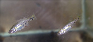 Ameca splendens