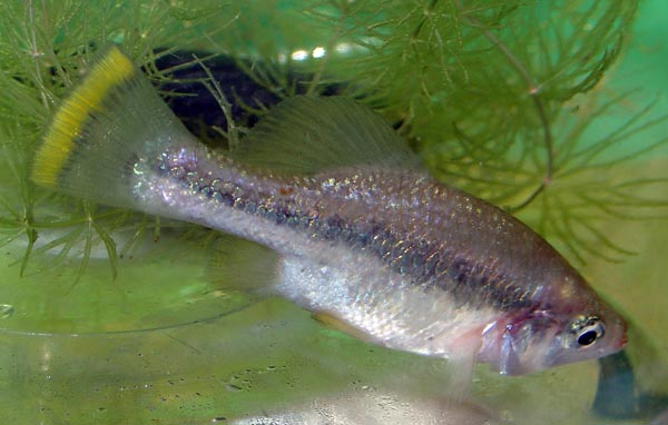Ameca splendens
