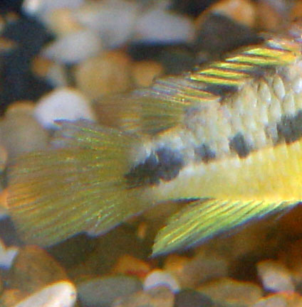 www.israquarium.co.il
